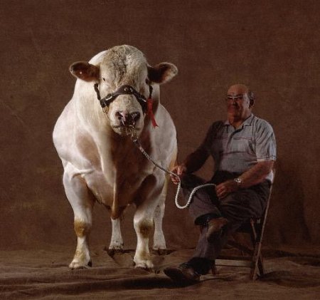   Belgian Blue (40  + 4 )