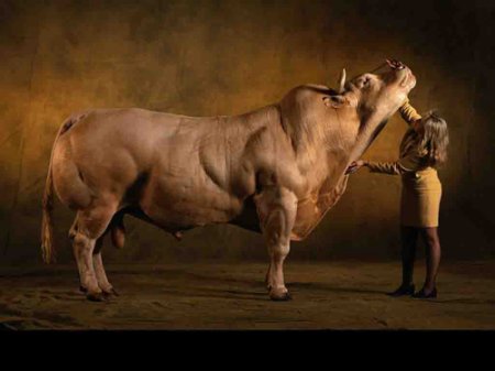   Belgian Blue (40  + 4 )