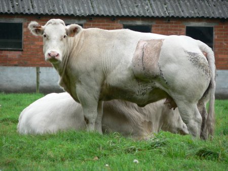   Belgian Blue (40  + 4 )