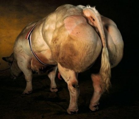   Belgian Blue (40  + 4 )
