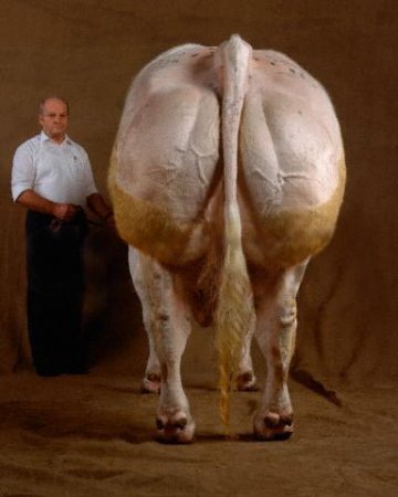   Belgian Blue (40  + 4 )