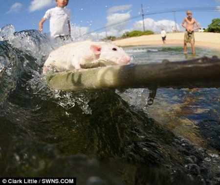   Fin  Tofu (19  + 1 )