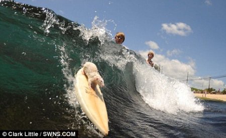   Fin  Tofu (19  + 1 )