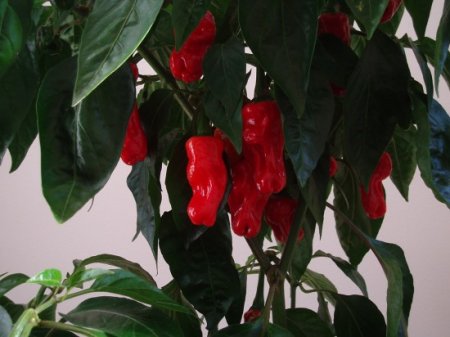  " " (Peters Peppers) (11 )